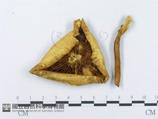 登錄號:F0014004藏品圖，第1張