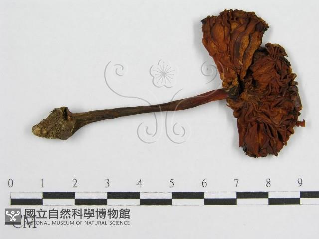 登錄號:F0002004藏品圖，第3張