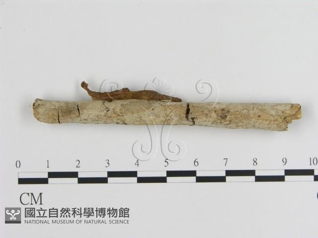 刺皮菌屬藏品圖，第1張
