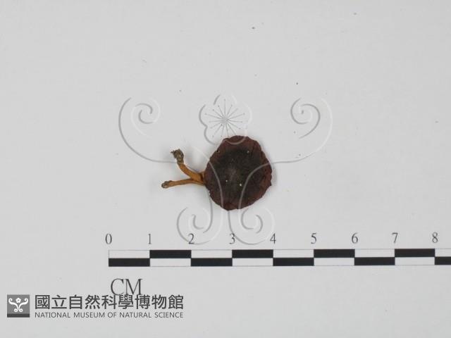 紅菇屬藏品圖，第1張