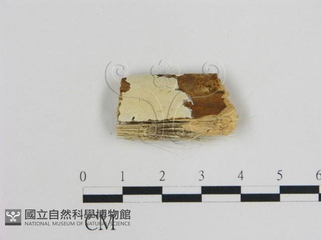登錄號:F0005004藏品圖，第1張