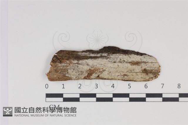 登錄號:F0035004藏品圖，第1張