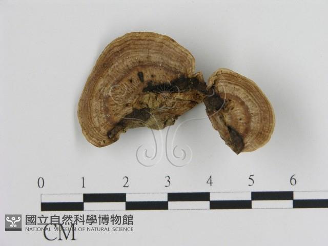 Accession Number:F0009004 Collection Image, Figure 1, Total 3 Figures