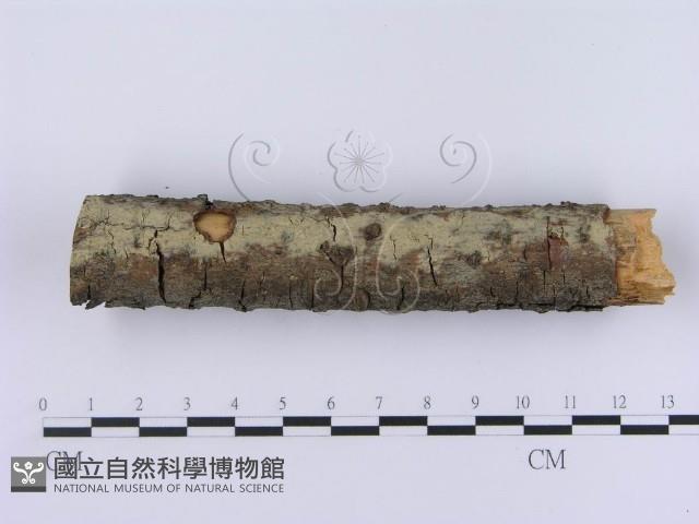 登錄號:F0003004藏品圖，第1張