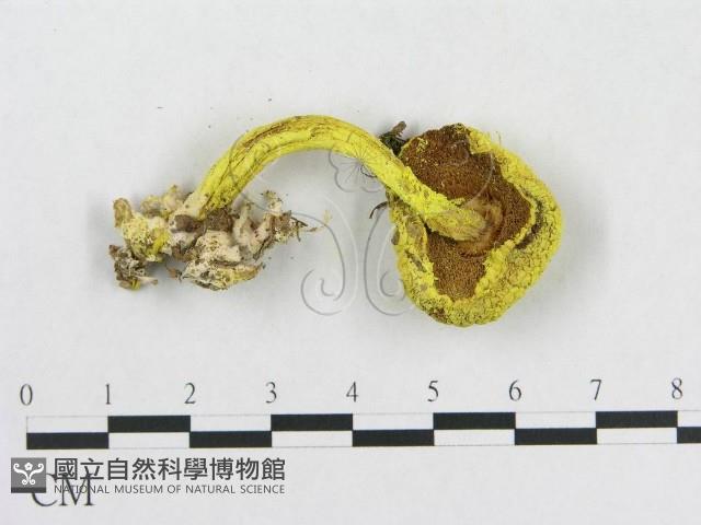 登錄號:F0013004藏品圖，第1張