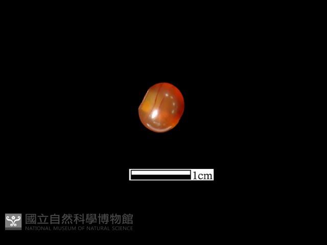 瑪瑙珠藏品圖，第3張