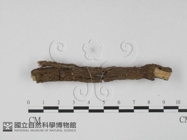 登錄號:F0008304藏品圖，第1張