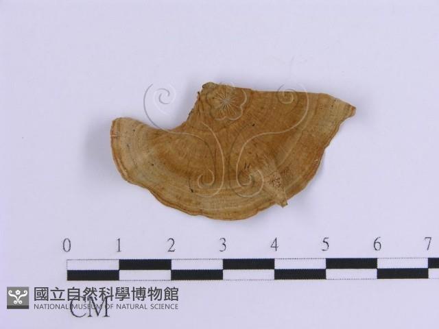 登錄號:F0007304藏品圖，第1張