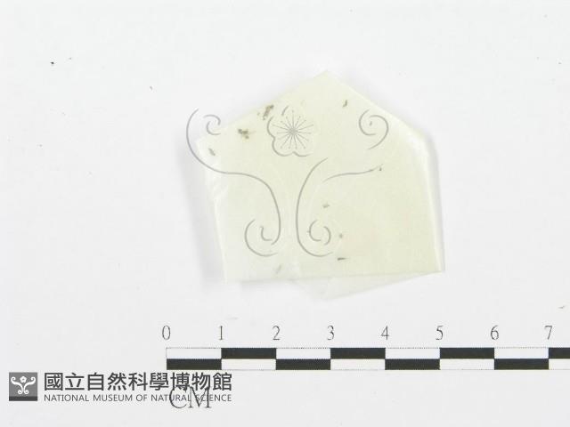 登錄號:F0005304藏品圖，第1張