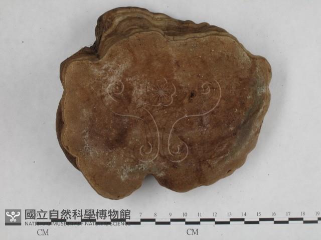 登錄號:F0015304藏品圖，第1張