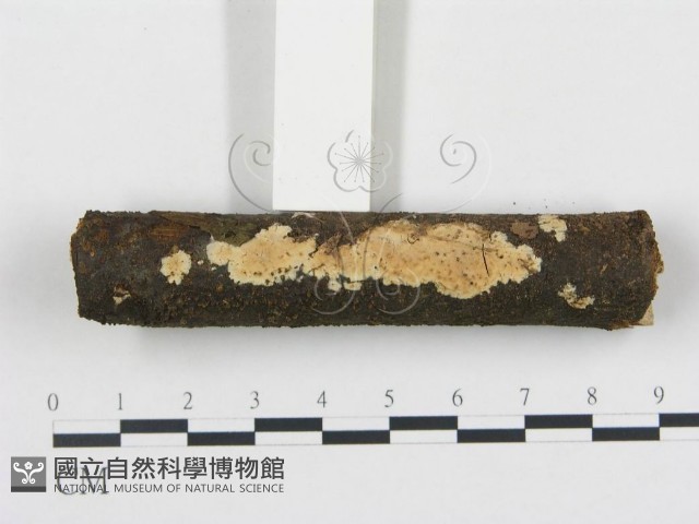 柱擔菌屬藏品圖，第1張