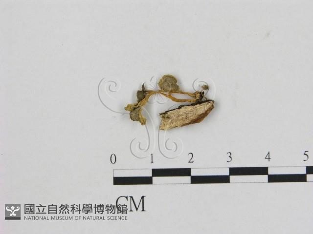 小菇屬藏品圖，第1張