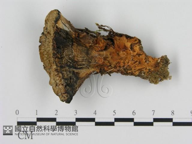 登錄號:F0008214藏品圖，第1張