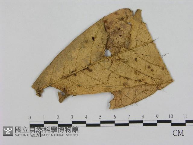 小皮傘屬藏品圖，第1張