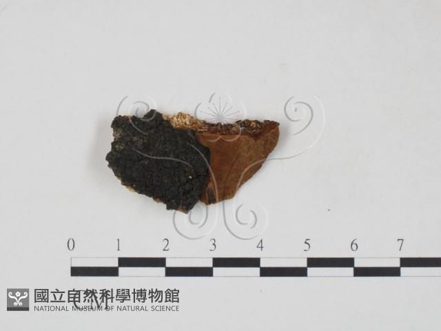 登錄號:F0007214藏品圖，第1張