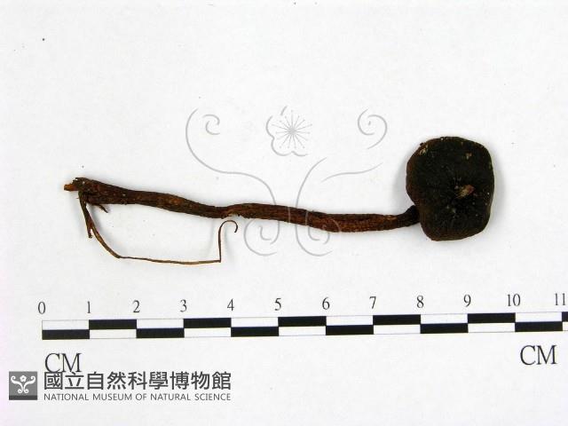 登錄號:F0005214藏品圖，第1張