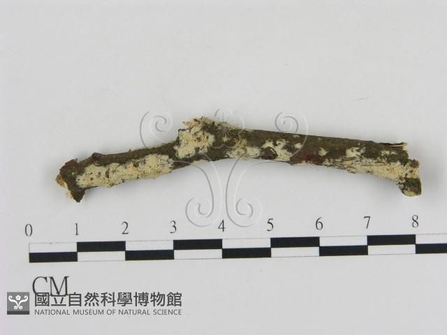 登錄號:F0009214藏品圖，第1張