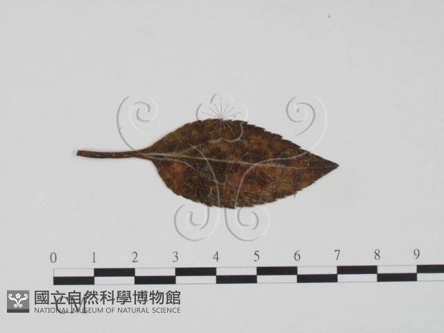 登錄號:F0019214藏品圖，第1張