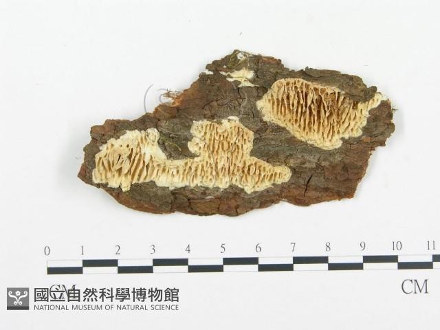 登錄號:F0009414藏品圖，第1張