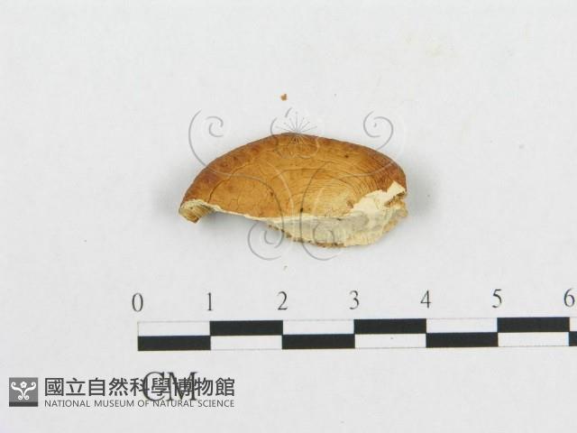 寬鱗多孔菌藏品圖，第1張