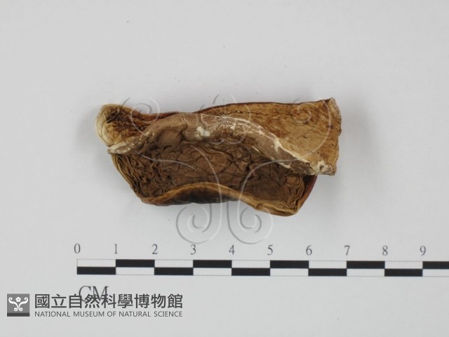 登錄號:F0008114藏品圖，第1張