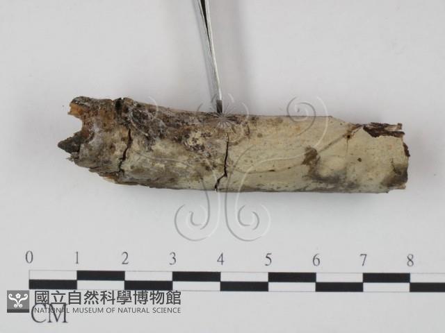 登錄號:F0000114藏品圖，第1張