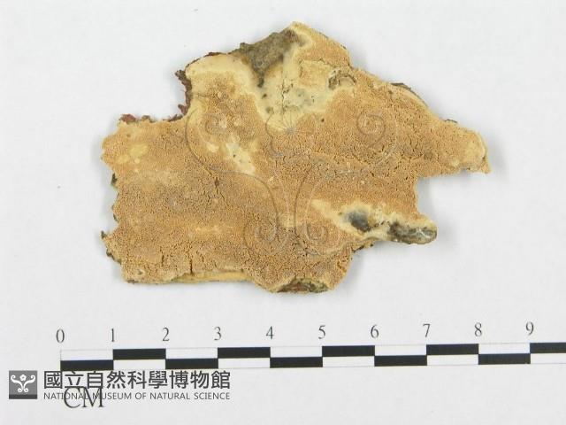 登錄號:F0007114藏品圖，第1張