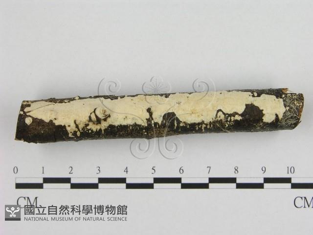 登錄號:F0005114藏品圖，第1張