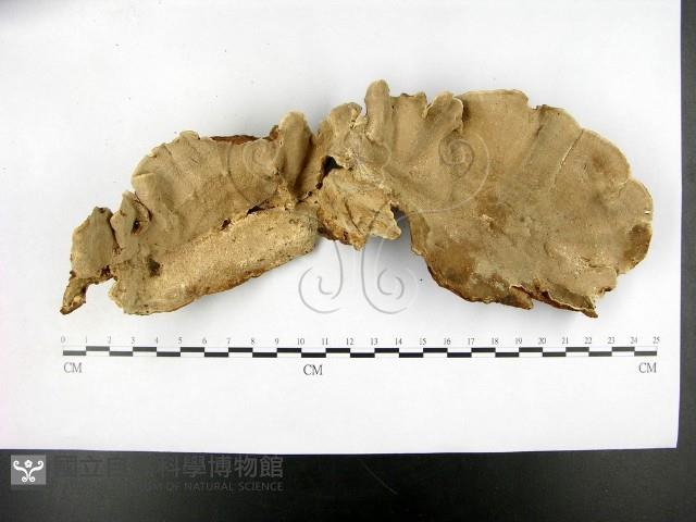 登錄號:F0015114藏品圖，第1張