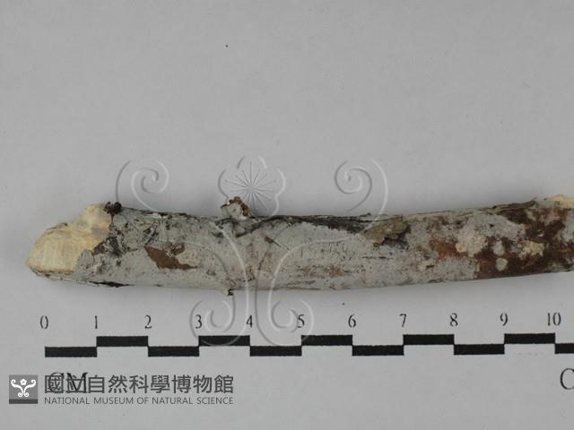 登錄號:F0029114藏品圖，第1張