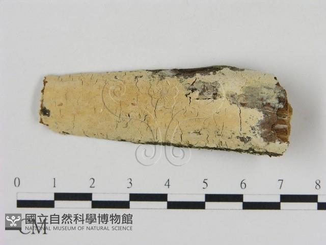 登錄號:F0009114藏品圖，第1張