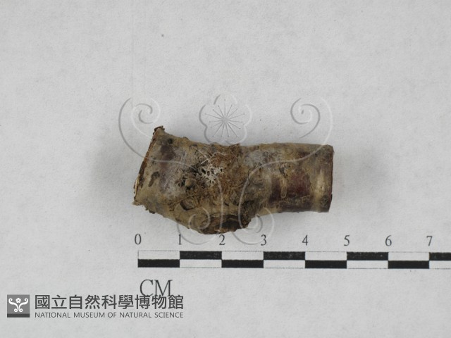 登錄號:F0028014藏品圖，第1張