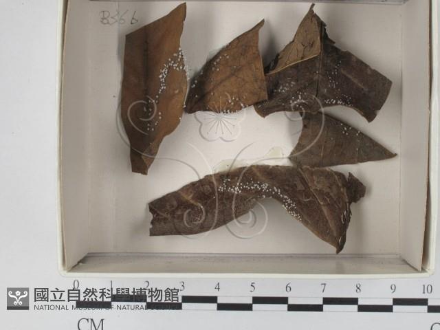 登錄號:F0018014藏品圖，第1張