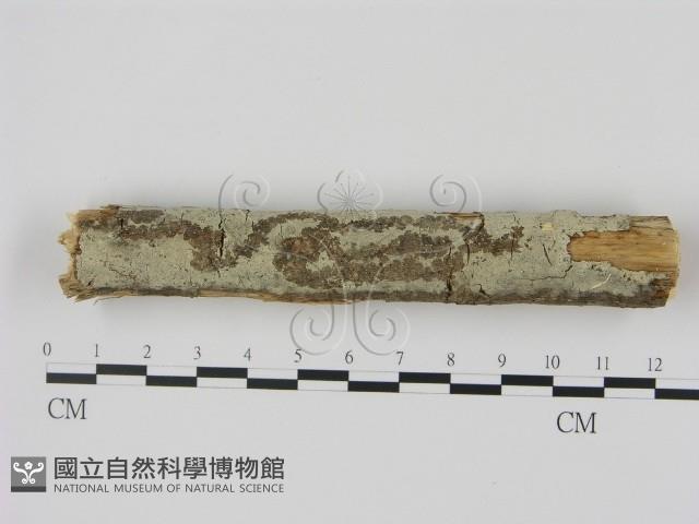 剛毛絲皮菌藏品圖，第1張