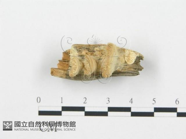 登錄號:F0006014藏品圖，第1張