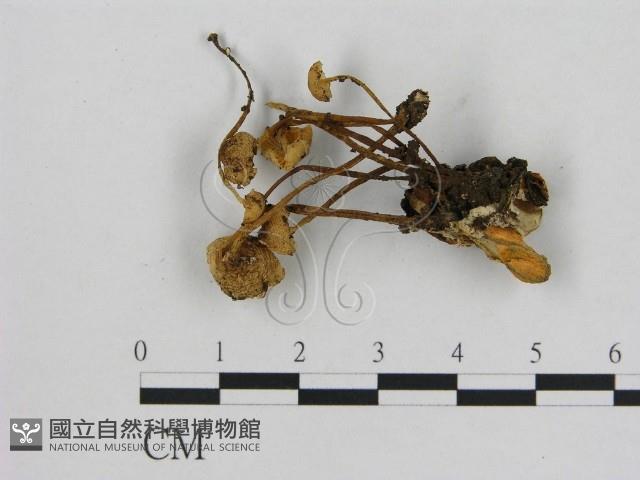小菇屬藏品圖，第1張