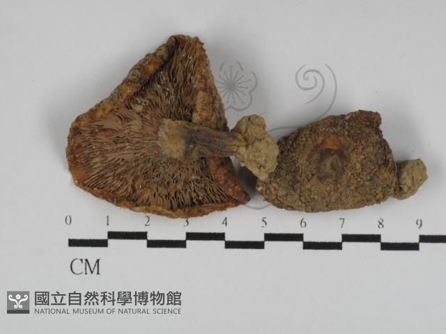 登錄號:F0011014藏品圖，第1張
