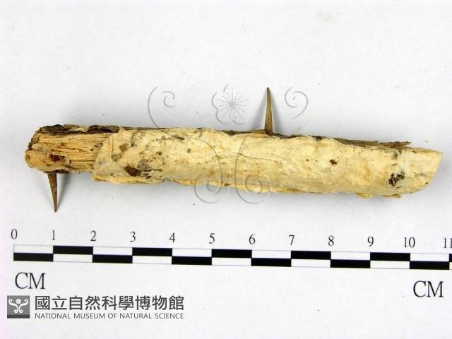 顯絲菌屬藏品圖，第1張