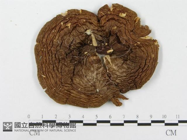 登錄號:F0014014藏品圖，第1張