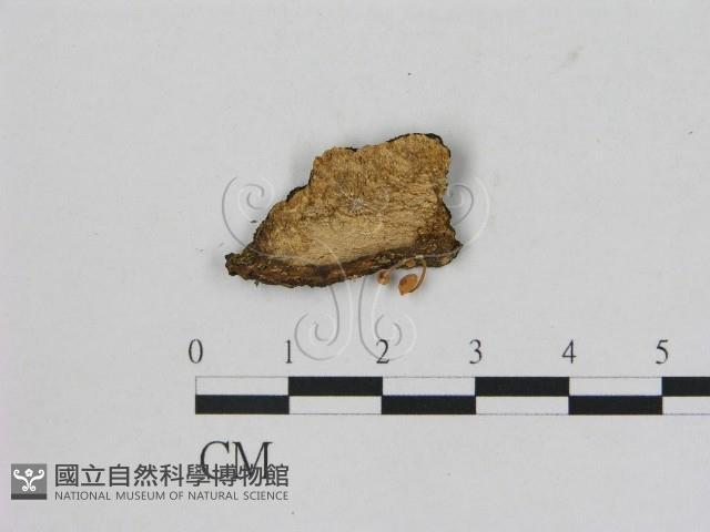 小菇屬藏品圖，第1張