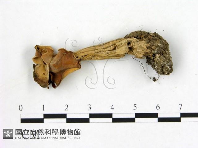 登錄號:F0017014藏品圖，第1張