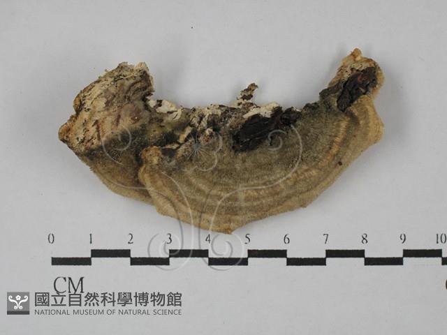 登錄號:F0029014藏品圖，第1張