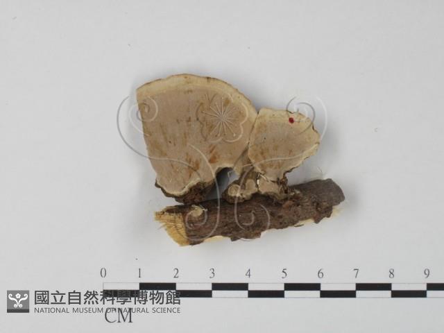 栓菌屬藏品圖，第1張
