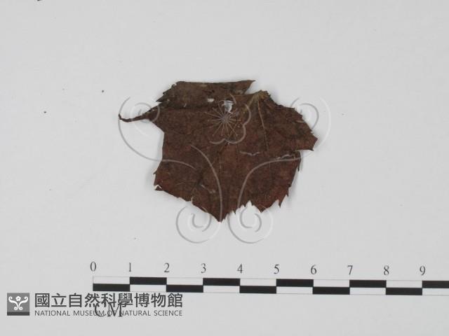 登錄號:F0008314藏品圖，第1張