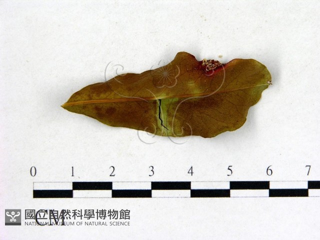 登錄號:F0005314藏品圖，第1張