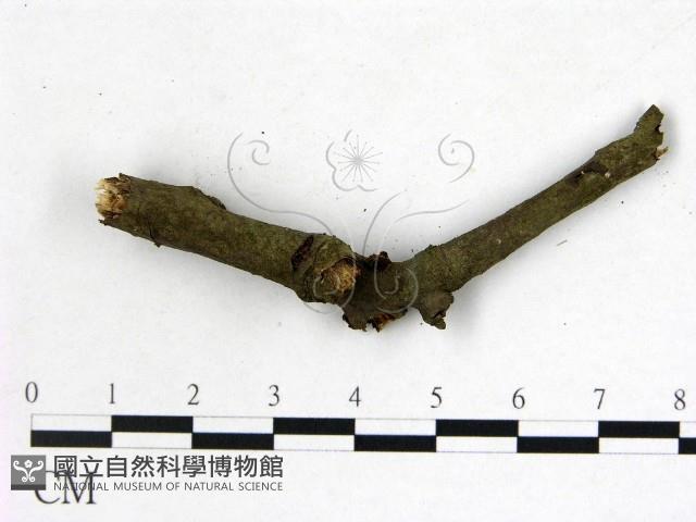 登錄號:F0009314藏品圖，第1張