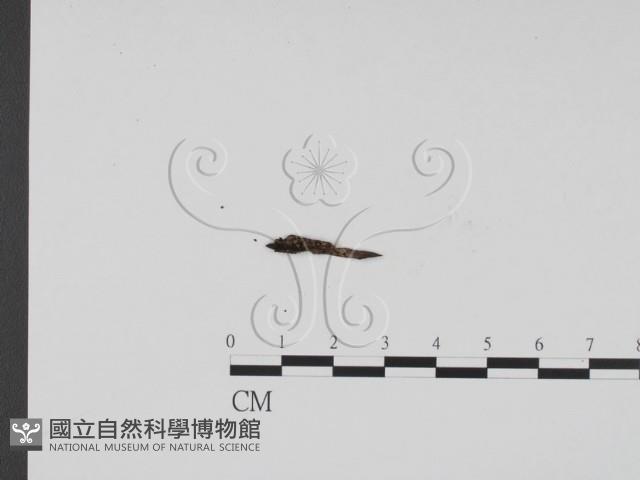 炭角菌屬藏品圖，第1張