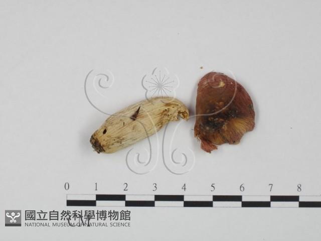 紅菇屬藏品圖，第1張