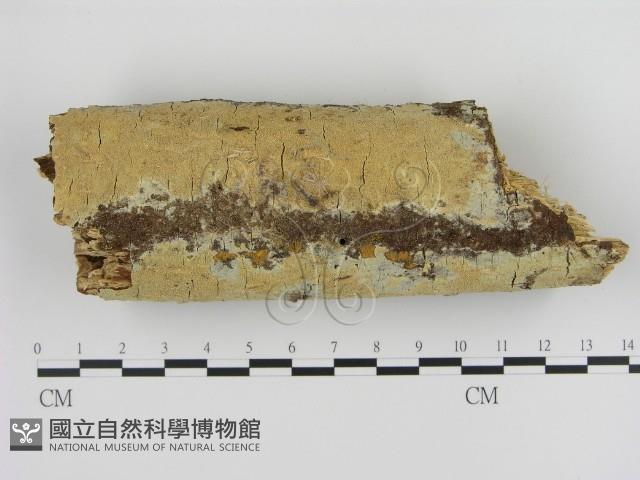 登錄號:F0000294藏品圖，第1張