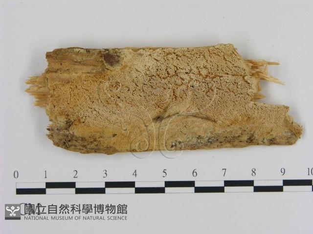 登錄號:F0010294藏品圖，第1張